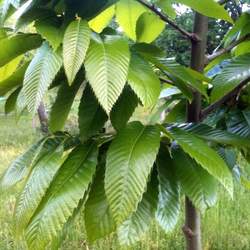 Castanea sativa  Bouche de Betizac European Chestnut, Spanish Chestnut seed for sale 