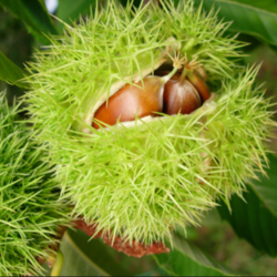 Castanea sativa  Precoce Migoule European Chestnut, Spanish Chestnut seed for sale 