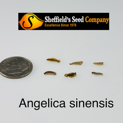 Angelica sinensis Female Ginseng, Dong Quai seed for sale 