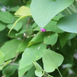 Aristolochia contorta Snakeroot, Ma Do Ling, Northern Pipevine seed for sale 