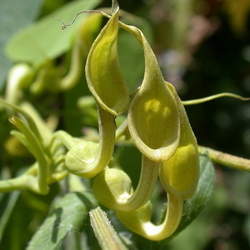 Aristolochia contorta Snakeroot, Ma Do Ling, Northern Pipevine seed for sale 