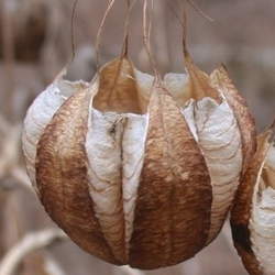 Aristolochia contorta Snakeroot, Ma Do Ling, Northern Pipevine seed for sale 