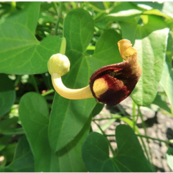 Aristolochia debilis Dutchman's Pipe seed for sale 