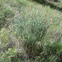 Artemisia tridentata vaseyana Great Mountain Sagebrush, Mountain Big Sagebrush, Mountain Sagebrush seed for sale 