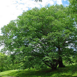 Betula schmidtii Schmidt Birch seed for sale 