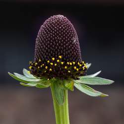 Rudbeckia occidentalis Western Coneflower seed for sale 