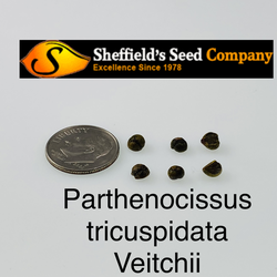 Parthenocissus tricuspidata   Veitchii Boston Ivy, Japanese Ivy seed for sale 