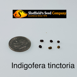 Indigofera tinctoria True Indigo seed for sale 