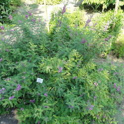 Indigofera tinctoria True Indigo seed for sale 