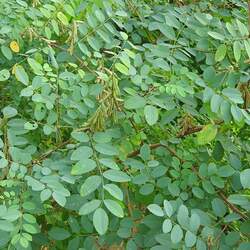 Indigofera tinctoria True Indigo seed for sale 