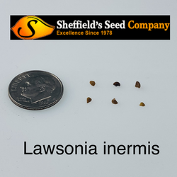 Lawsonia inermis Henna seed for sale 