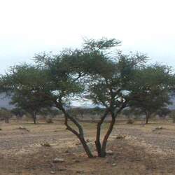 Acacia nilotica Gum Arabic Tree seed for sale 