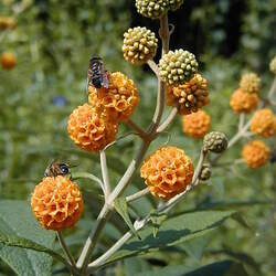 Buddleja globosa Orange-ball-tree seed for sale 