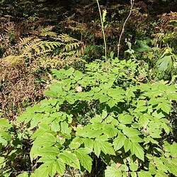 Actaea cimicifuga Bugbane, Black Snake Root, Foetid Bugbane seed for sale 