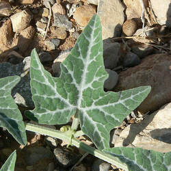 Cucurbita palmata Coyote Gourd, Coyote Melon seed for sale 