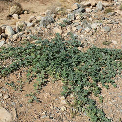 Cucurbita palmata Coyote Gourd, Coyote Melon seed for sale 