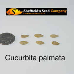 Cucurbita palmata Coyote Gourd, Coyote Melon seed for sale 