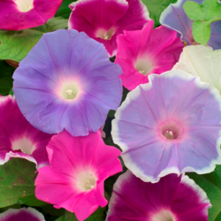 Ipomoea tricolor   Nil Mix Early Call Morning Glory seed for sale 