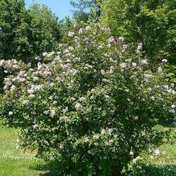 Syringa pubescens microphylla Littleleaf Lilac seed for sale 