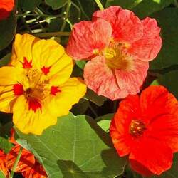 Tropaeolum majus  Single Mix Nasturtium, Garden Nasturtium, Nasturtium seed for sale 