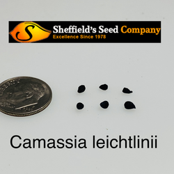 Camassia leichtlinii Large Camas seed for sale 