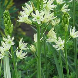 Camassia leichtlinii Large Camas seed for sale 