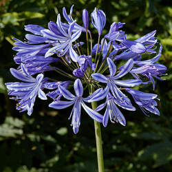 Agapanthus praecox African-lily, Lily of the Nile seed for sale 