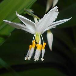 Arthropodium cirrhatum Rock-lily, Renga lily seed for sale 