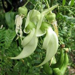 Clianthus puniceus  Alba White Glory Pea, White Parrots Beak seed for sale 