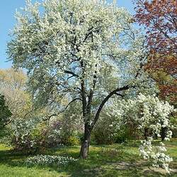 Pyrus betulifolia Birch-leaved Pear seed for sale 