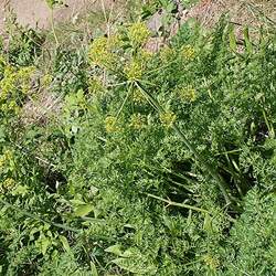 Lomatium dissectum Fernleaf Biscuitroot seed for sale 