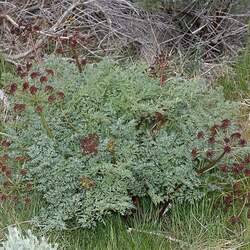 Lomatium dissectum Fernleaf Biscuitroot seed for sale 