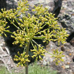 Lomatium dissectum Fernleaf Biscuitroot seed for sale 