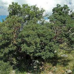 Cercocarpus montanus Alderleaf Mountain Mahogany, Mountain Mahogany seed for sale 