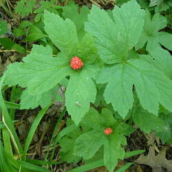 Hydrastis canadensis Goldenseal, Golden Seal seed for sale 