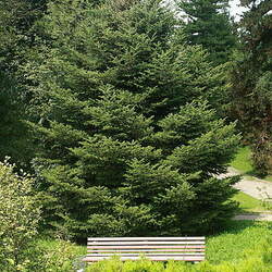 Abies holophylla Needle Fir, Manchurian Fir seed for sale 