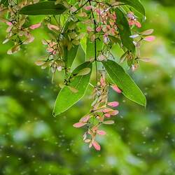 Acer fabri Faber's Maple seed for sale 