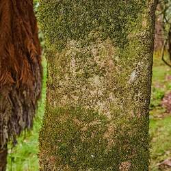 Acer fabri Faber's Maple seed for sale 