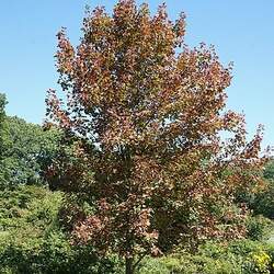 Acer freemanii     dry seed Freeman's Maple, Freeman Maple seed for sale 