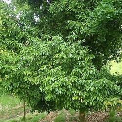 Acer oblongum Flying Moth Tree, Flying Moth Maple seed for sale 