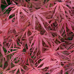 Acer palmatum amoenum  Red Pygmy  fresh/green seed Red Pygmy Japanese Maple seed for sale 