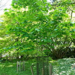 Acer tegmentosum Manchu Striped Maple seed for sale 