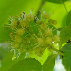 Acer tetramerum Spike Leafed Maple seed for sale 