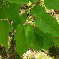 Acer tetramerum Spike Leafed Maple seed for sale 