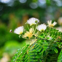 Albizia kalkora Kalkora Mimosa, Kalkora Silk Tree seed for sale 