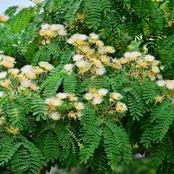 Albizia kalkora Kalkora Mimosa, Kalkora Silk Tree seed for sale 