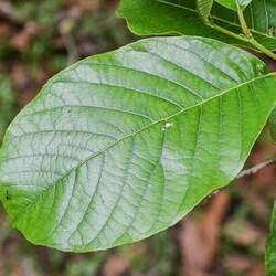 Alnus nepalensis Nepal Alder seed for sale 