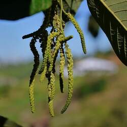 Alnus nepalensis Nepal Alder seed for sale 