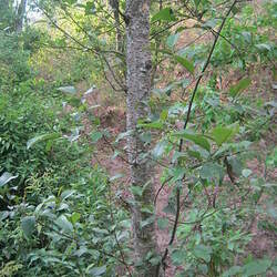 Alnus nepalensis Nepal Alder seed for sale 