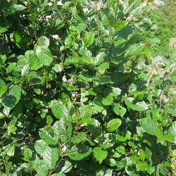 Alnus nepalensis Nepal Alder seed for sale 